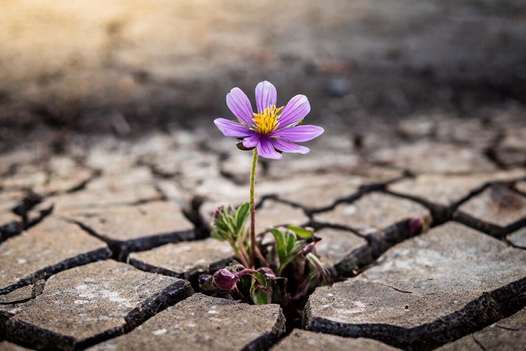 umut çiçek açma iyileşme