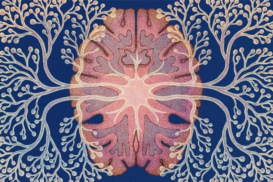 Gene–Environment Interactions In Early Development- From MAO-A Sensitivity To Stress-Shaped Neural Circuitry