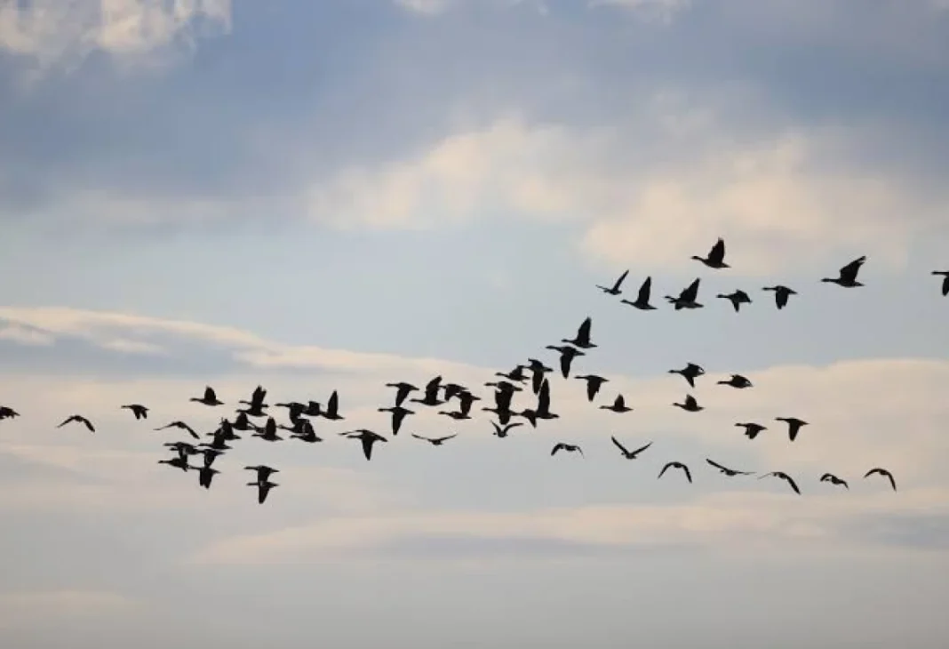 My own — A student facing emotional challenges of moving abroad during migration season.
